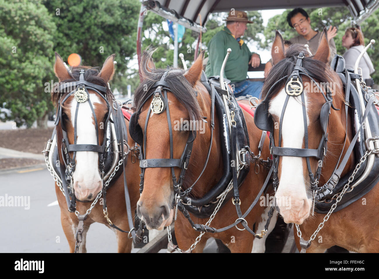 Shire horses,often used traditionally as brewery horses,or,milk cart,pulling wagon for tourists at Devonport,Auckland,North Island,New Zealand,Pacific Stock Photo