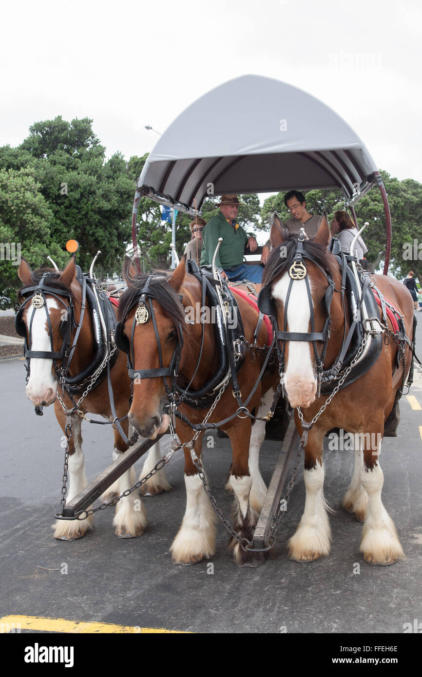 Shire horses,often used traditionally as brewery horses,or,milk cart,pulling wagon for tourists at Devonport,Auckland,North Island,New Zealand,Pacific Stock Photo