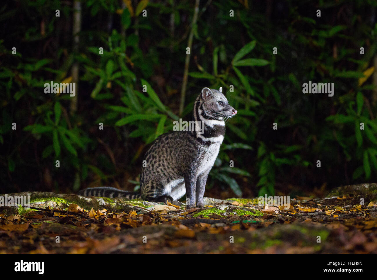 Malay Civet (Viverra tangalunga), Maliau Basin, Sabah, Malaysia Stock Photo