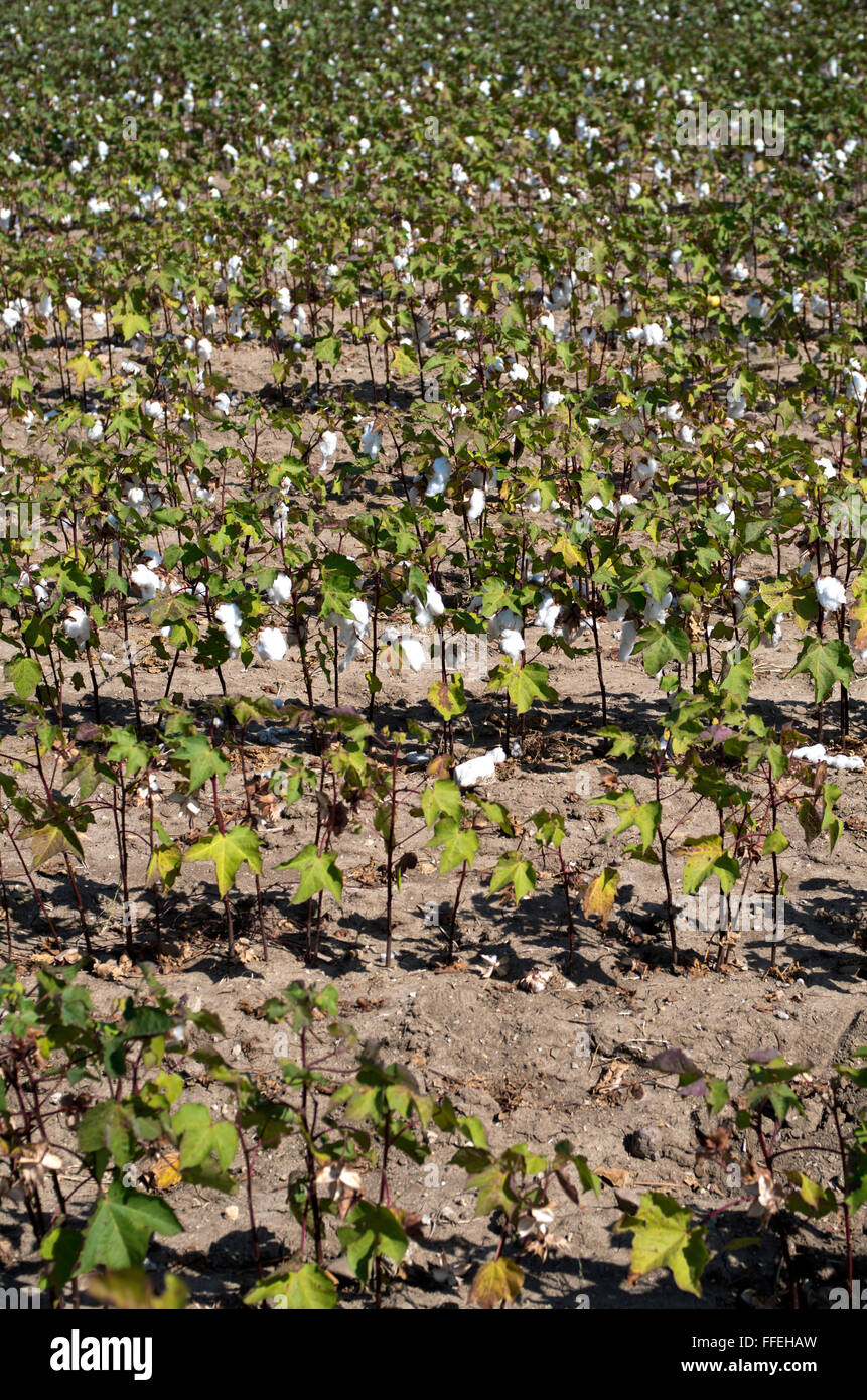 Cotton flower harvest hi-res stock photography and images - Alamy