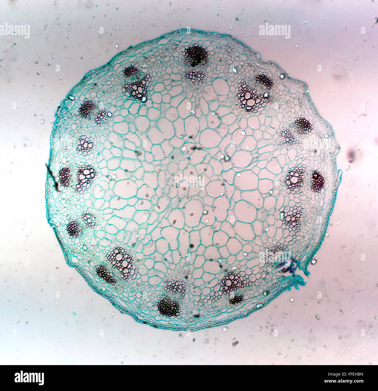 Microscopic image plant stem Stock Photo