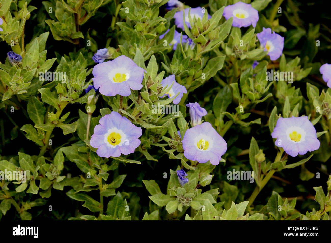 Nolana paradoxa, Chilean bellflower, ornamental herb with spreading plants and blue flowers with white base and yellow center Stock Photo