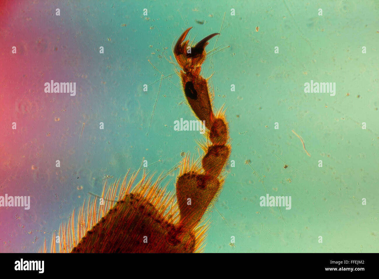 Microscopic algae hi-res stock photography and images - Alamy