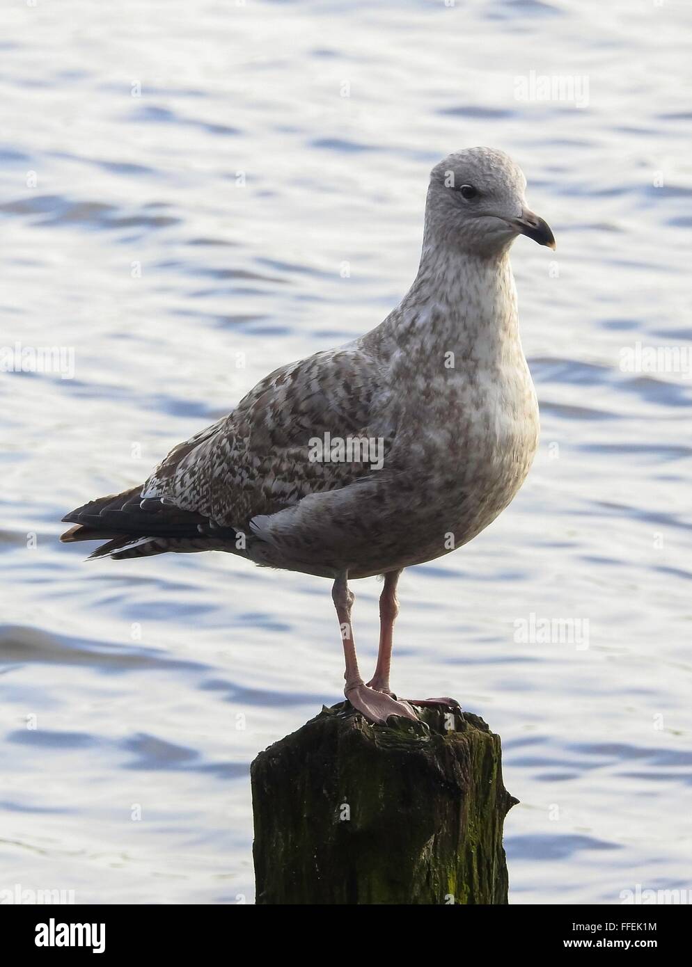 young Herring Gull, january 2016 Stock Photo