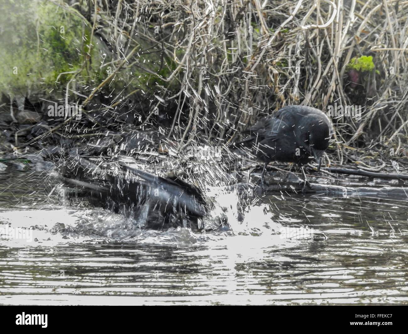 Crows bathing hi-res stock photography and images - Alamy
