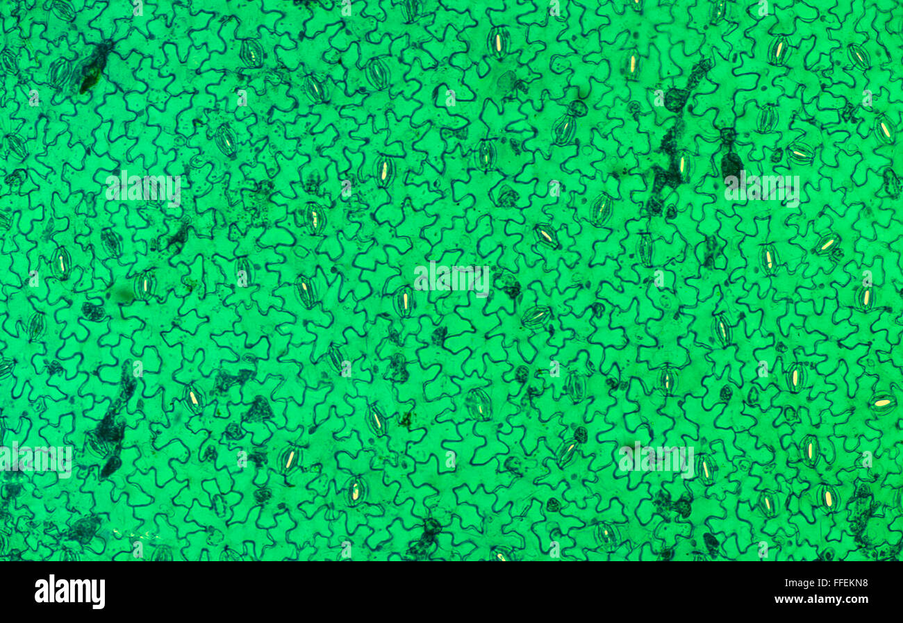 Microscopic image plant cells Stock Photo