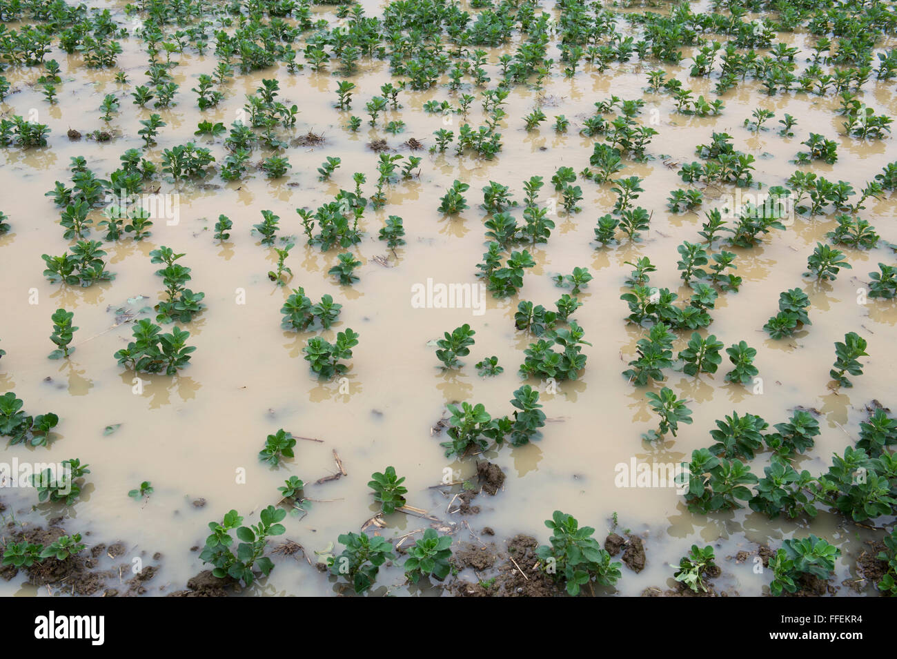 Flooded field of winter crops on a farm. Oxfordshire. UK Stock Photo