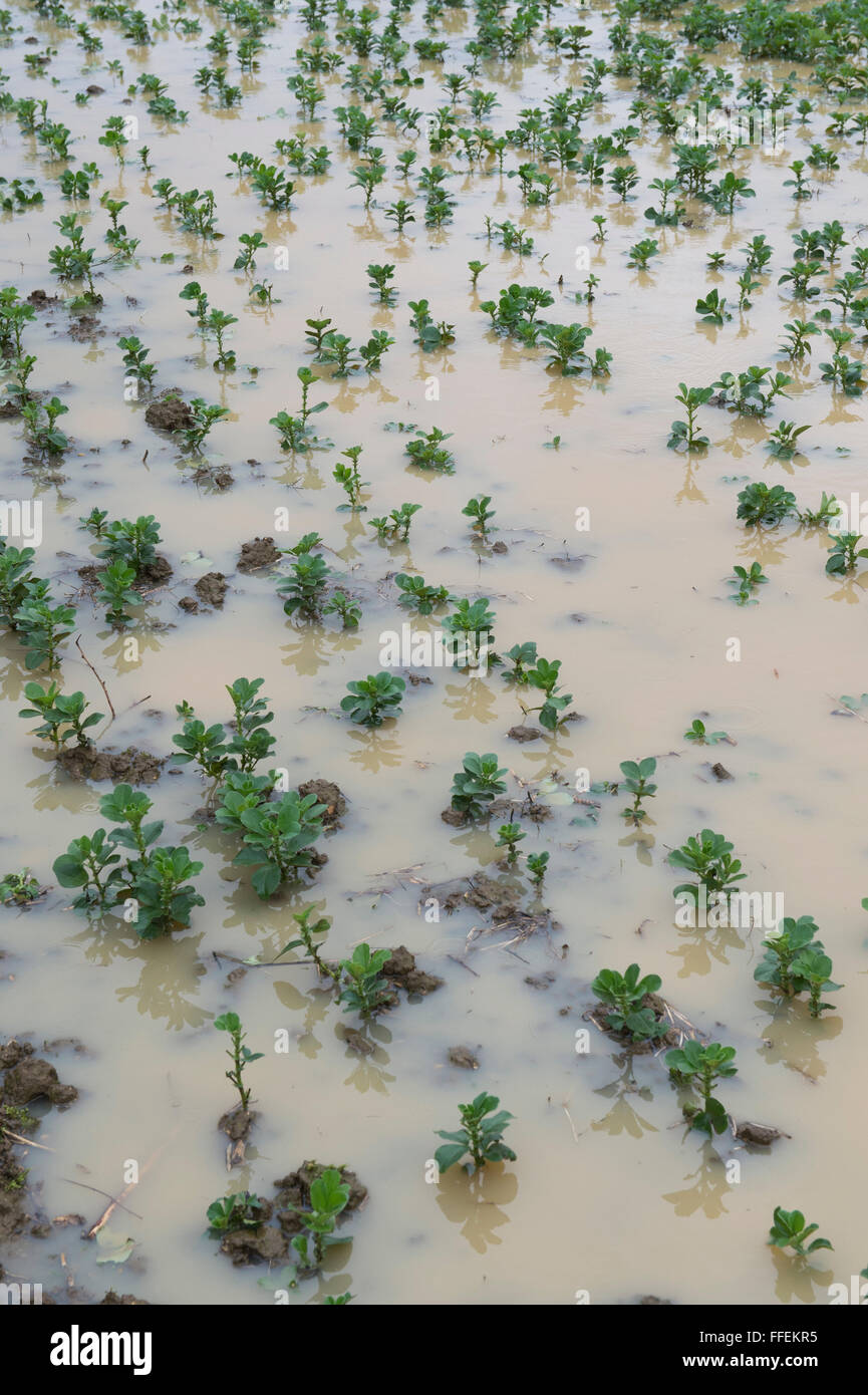 Flooded field of winter crops on a farm. Oxfordshire. UK Stock Photo