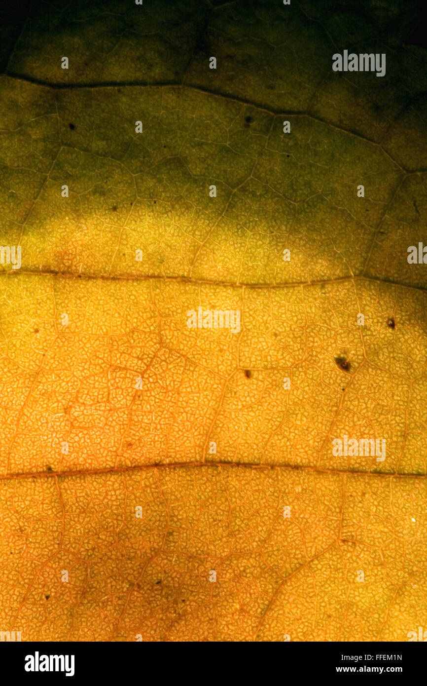 macro close up abstract of a green yellow red leaf and his veins in the ...