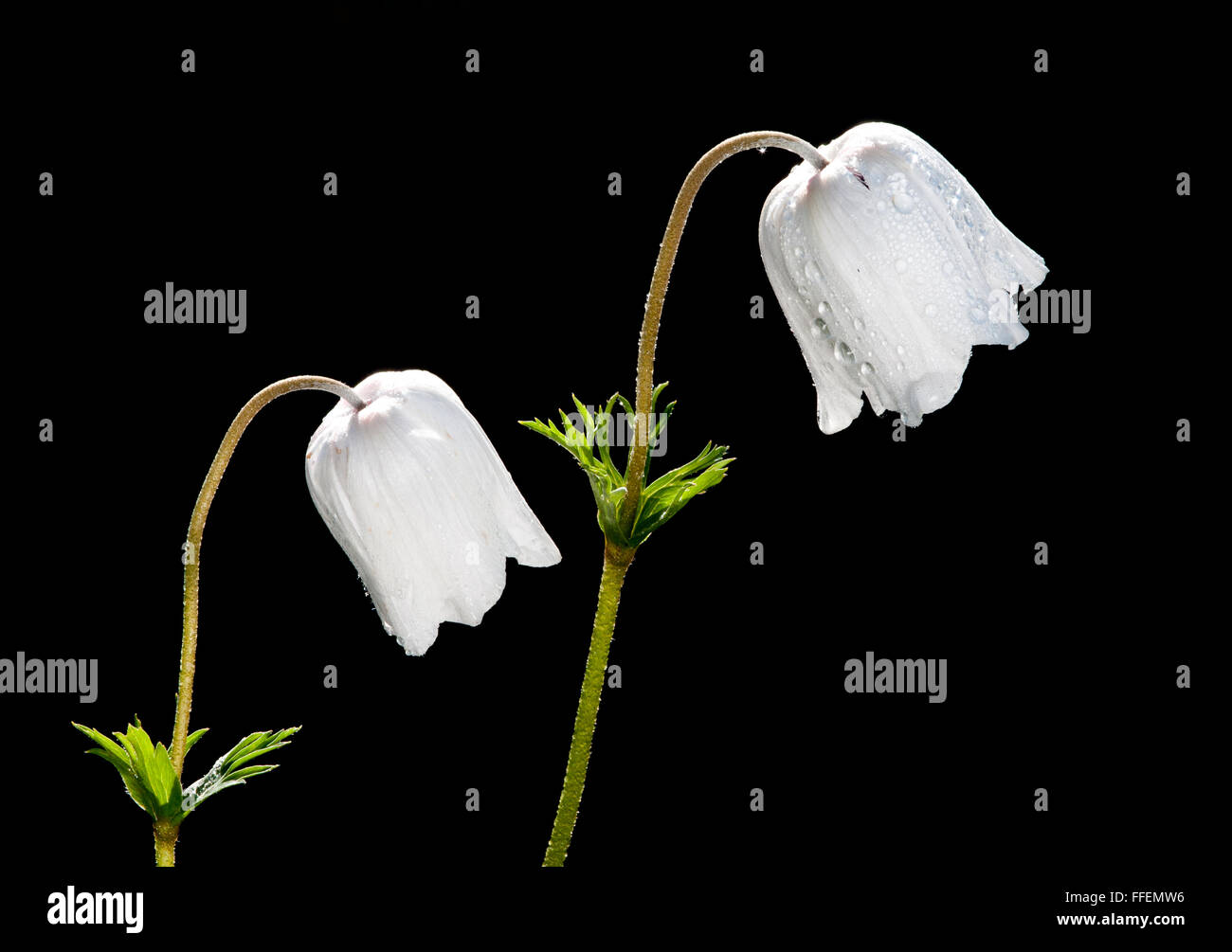 Two white anemone coronaria flowers on a black background. Anemone coronaria is a species of flowering plant in the genus Anemon Stock Photo