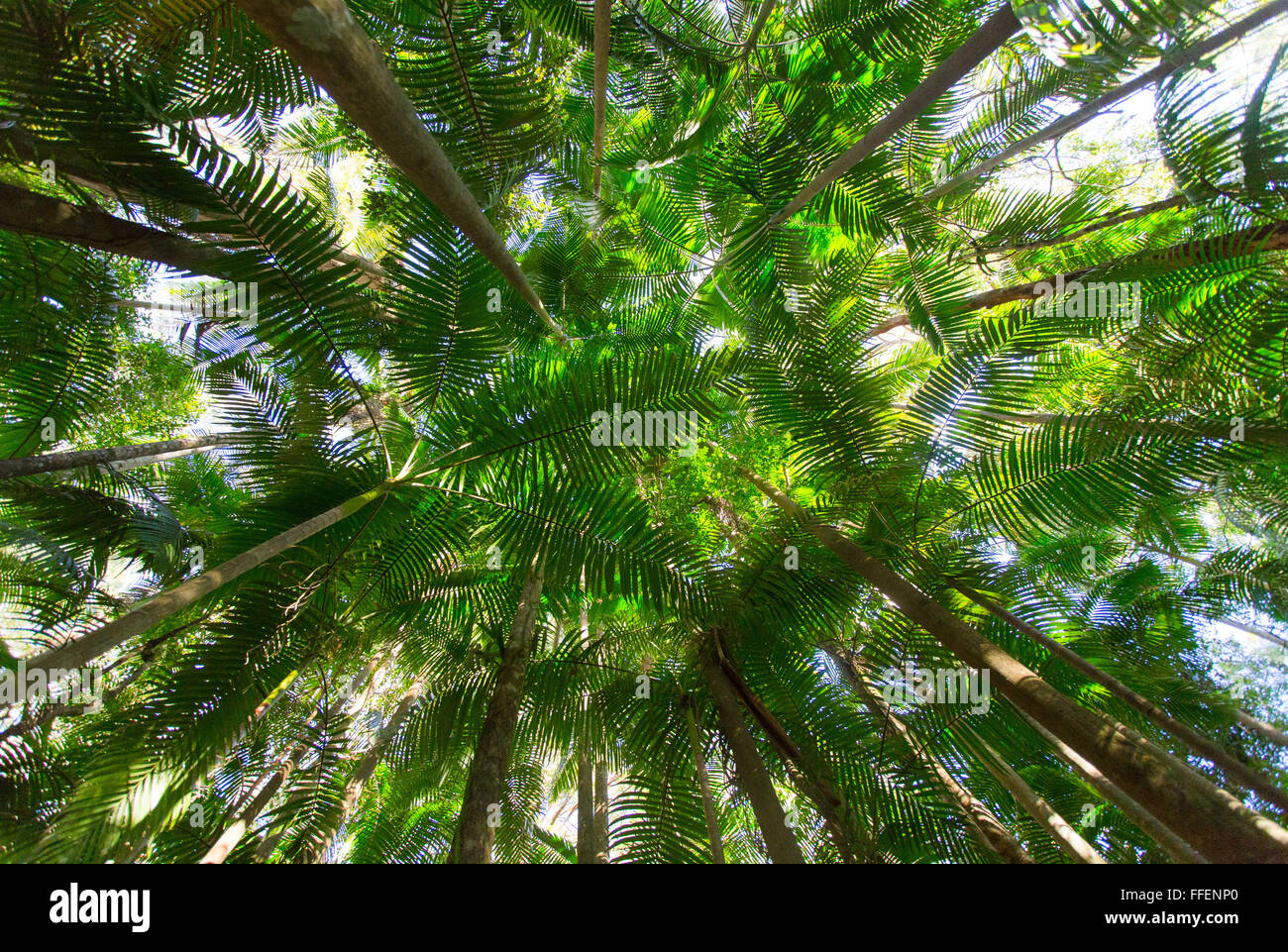 Palm trees in lush subtropical rainforest, Nightcap National Park, NSW