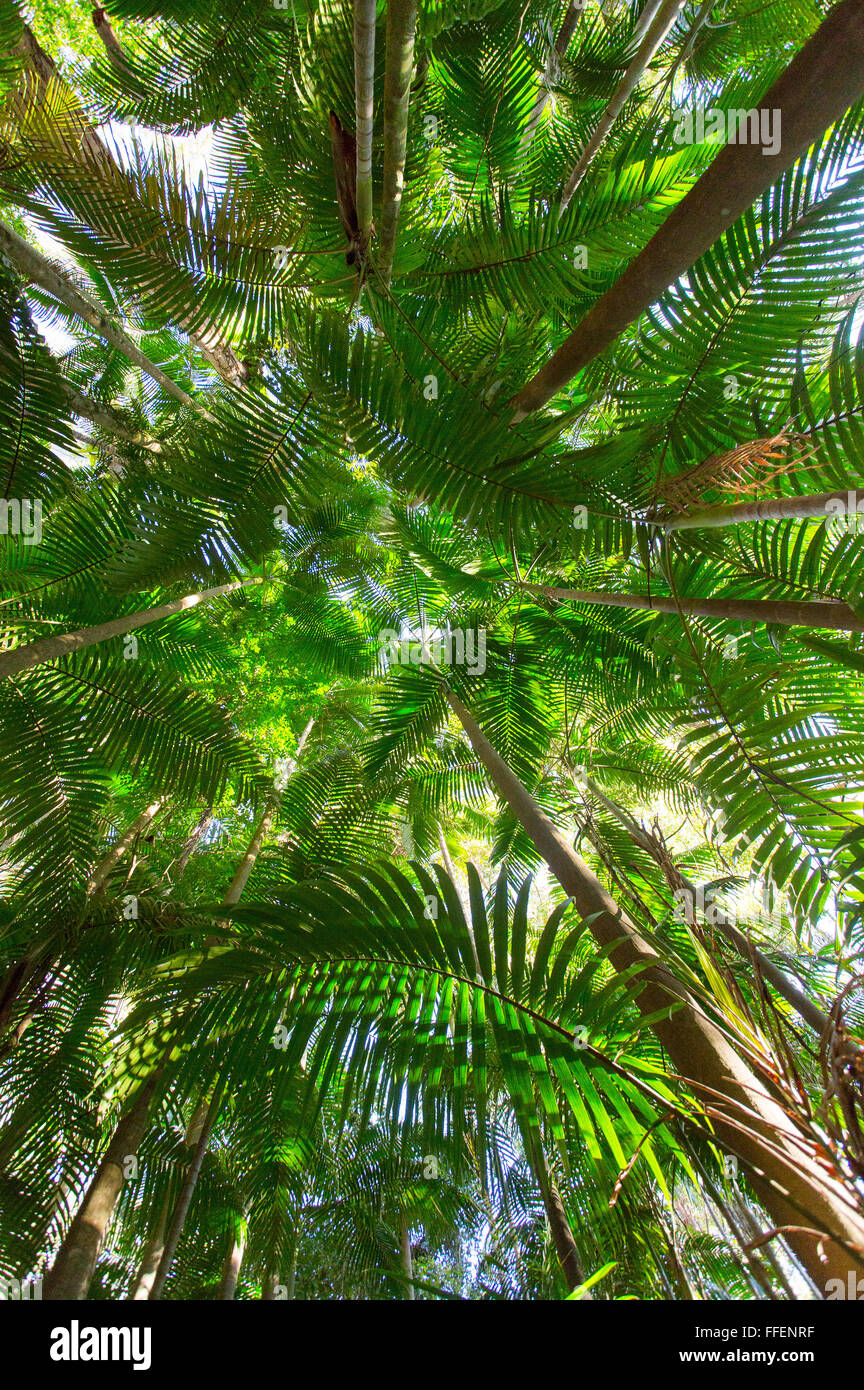 Palm trees in lush subtropical rainforest, Nightcap National Park, NSW
