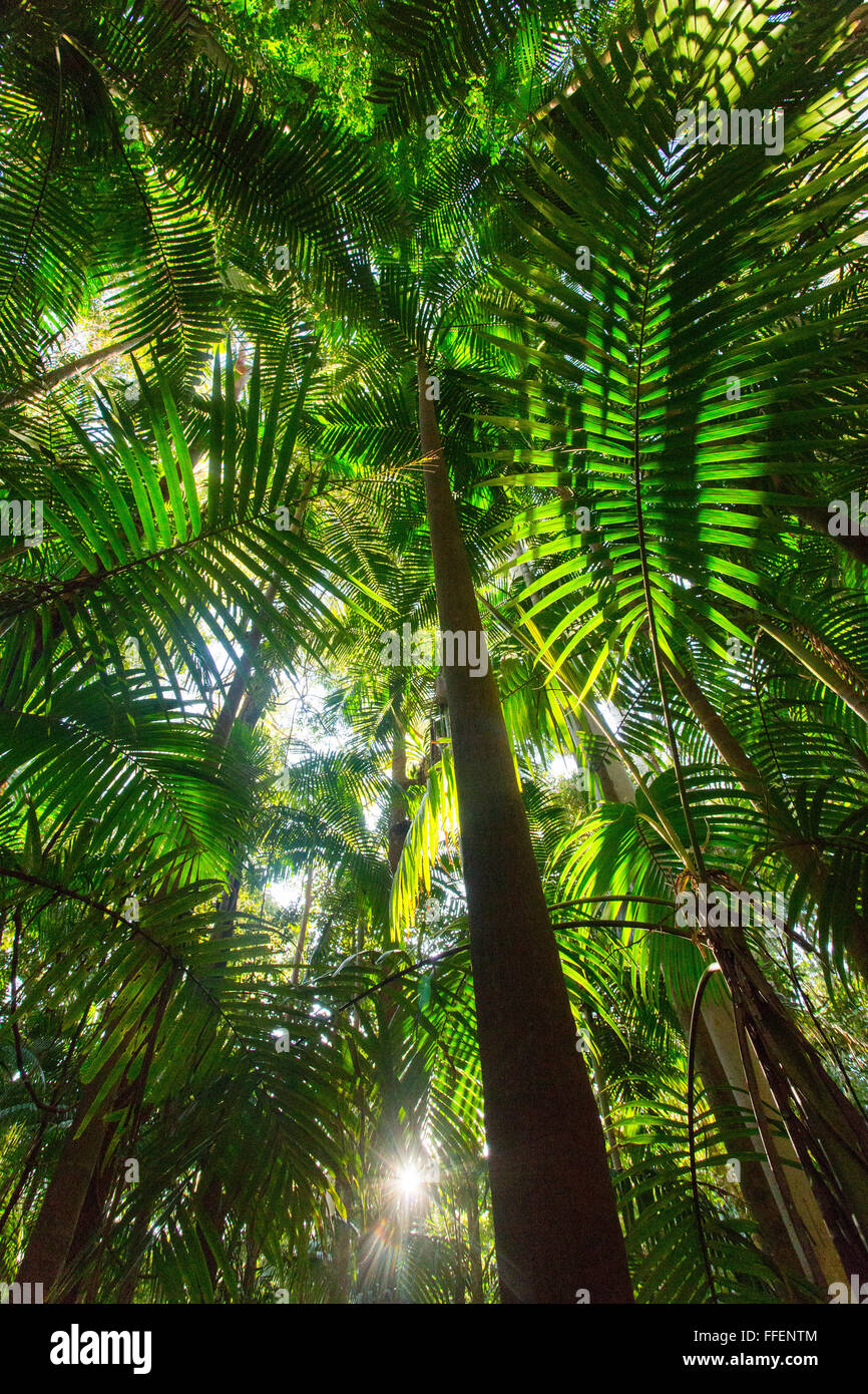 Palm trees in lush subtropical rainforest, Nightcap National Park, NSW, Australia Stock Photo