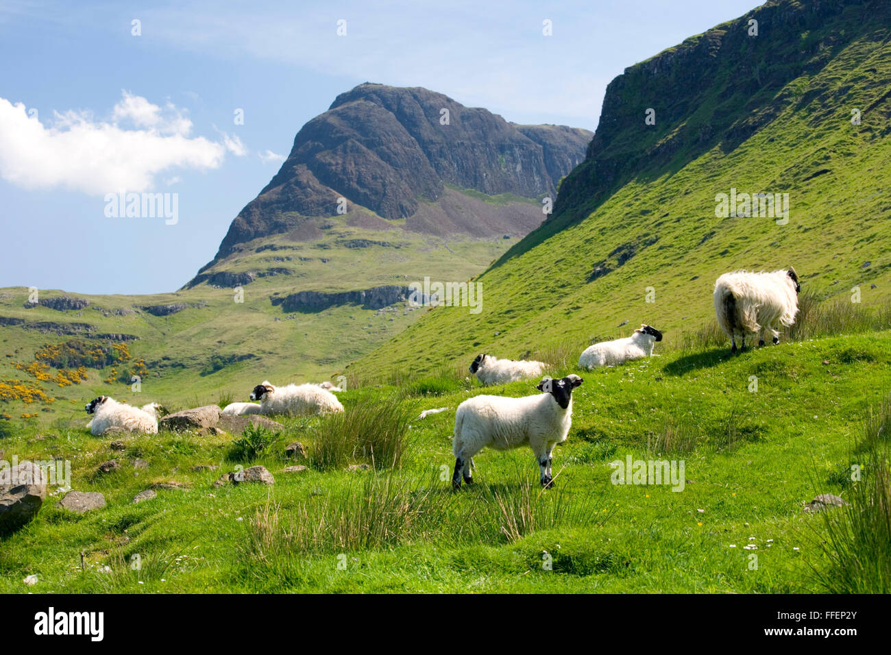 Carbost, Isle of Skye, Highland, Scotland. View along the Talisker Valley to the peak of Preshal More, sheep in foreground. Stock Photo