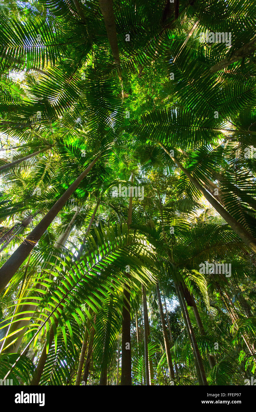 Palm trees in lush subtropical rainforest, Nightcap National Park, NSW