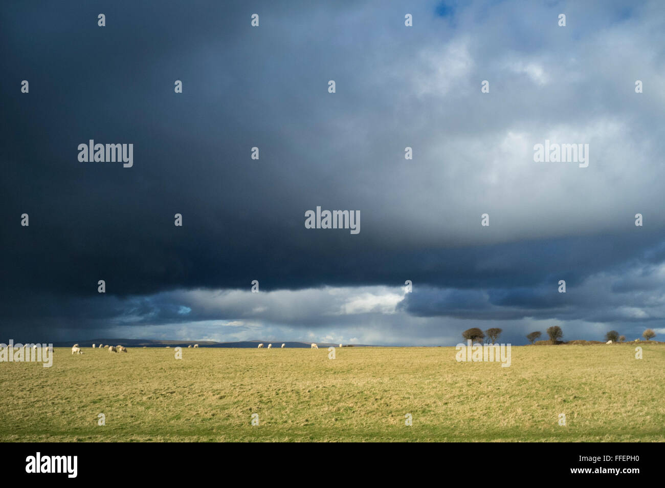 Dark storm clouds over a sunlit field with grazing sheep. Bolt Tail, near Hope Cove, South Hams, Devon. UK Stock Photo