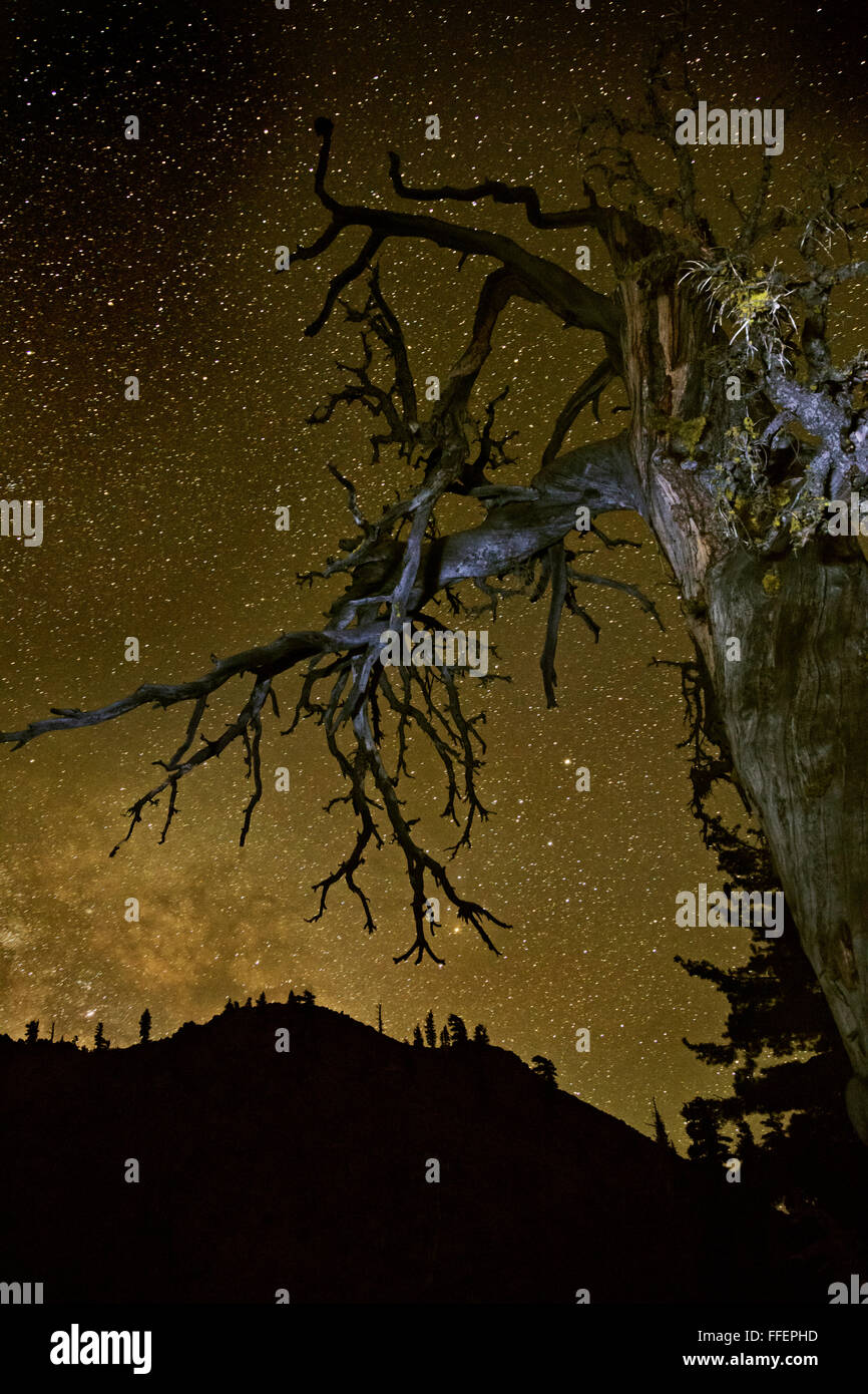 Gnarled old tree hi-res stock photography and images - Alamy