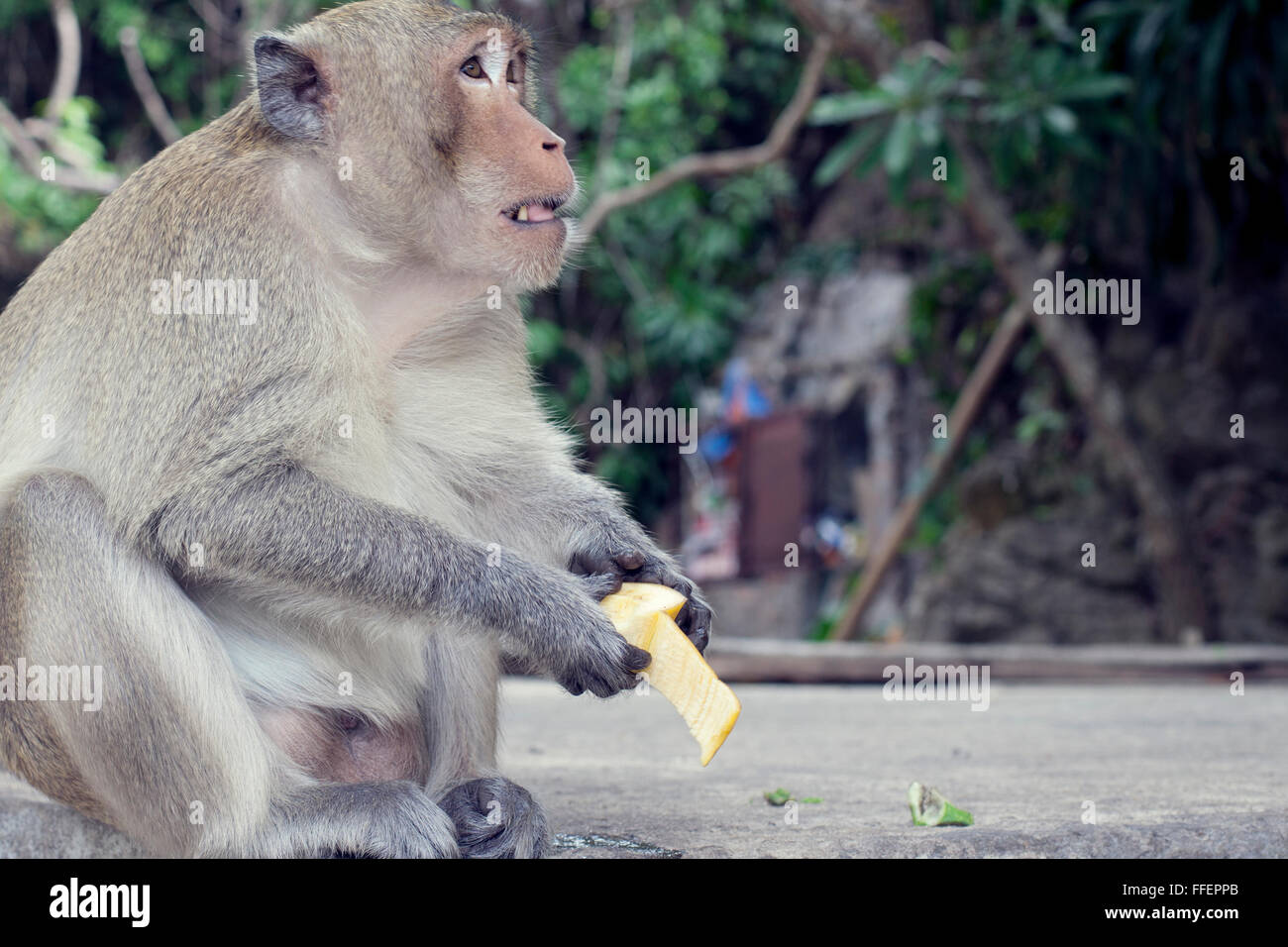 Vietnamese wildlife hires stock photography and images Alamy