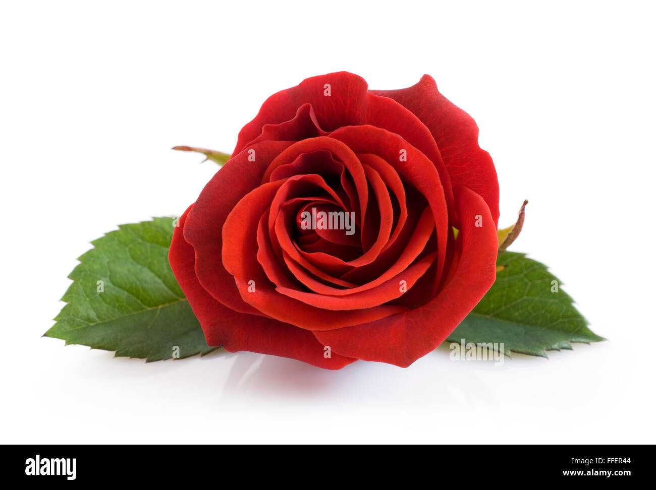 Single red rose isolated on the white background Stock Photo - Alamy