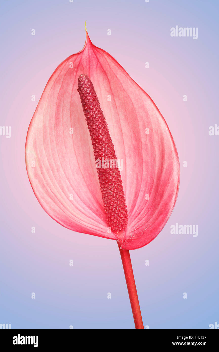 Anthurium flower, close up with shallow depth of field. Stock Photo