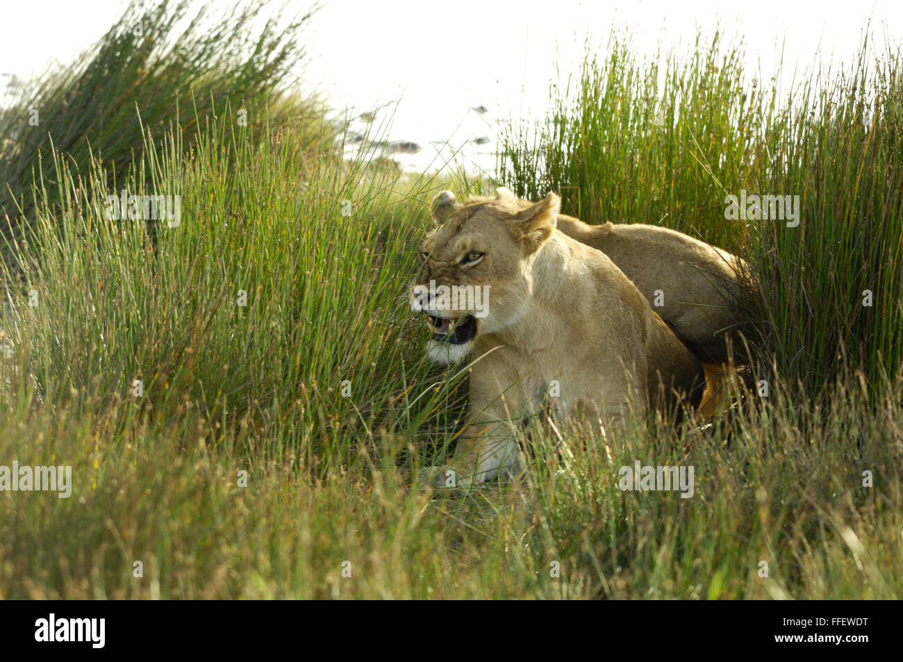 Lioness in Serengeti Stock Photo