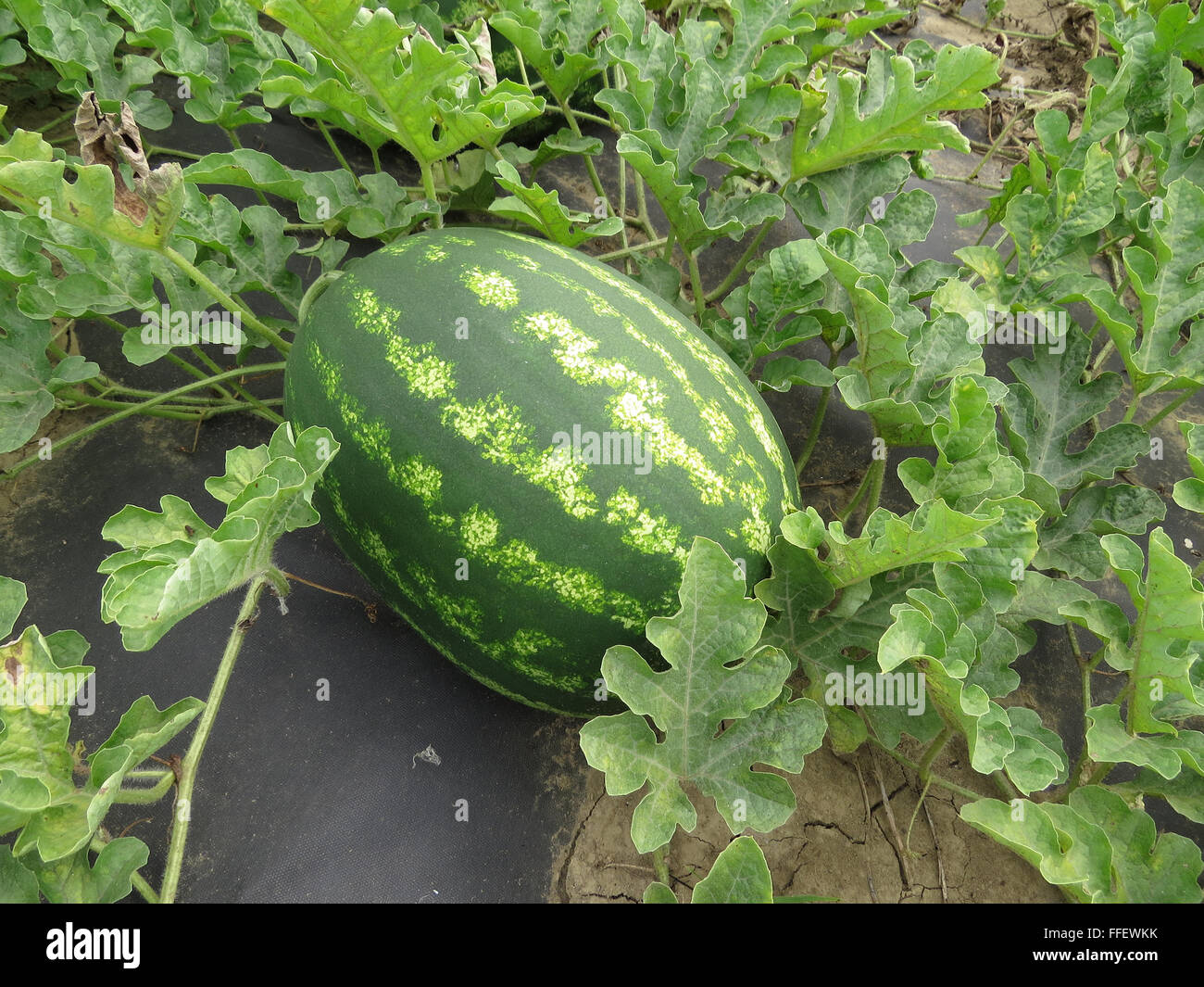 The growing watermelon in the field. Cultivation of melon cultures