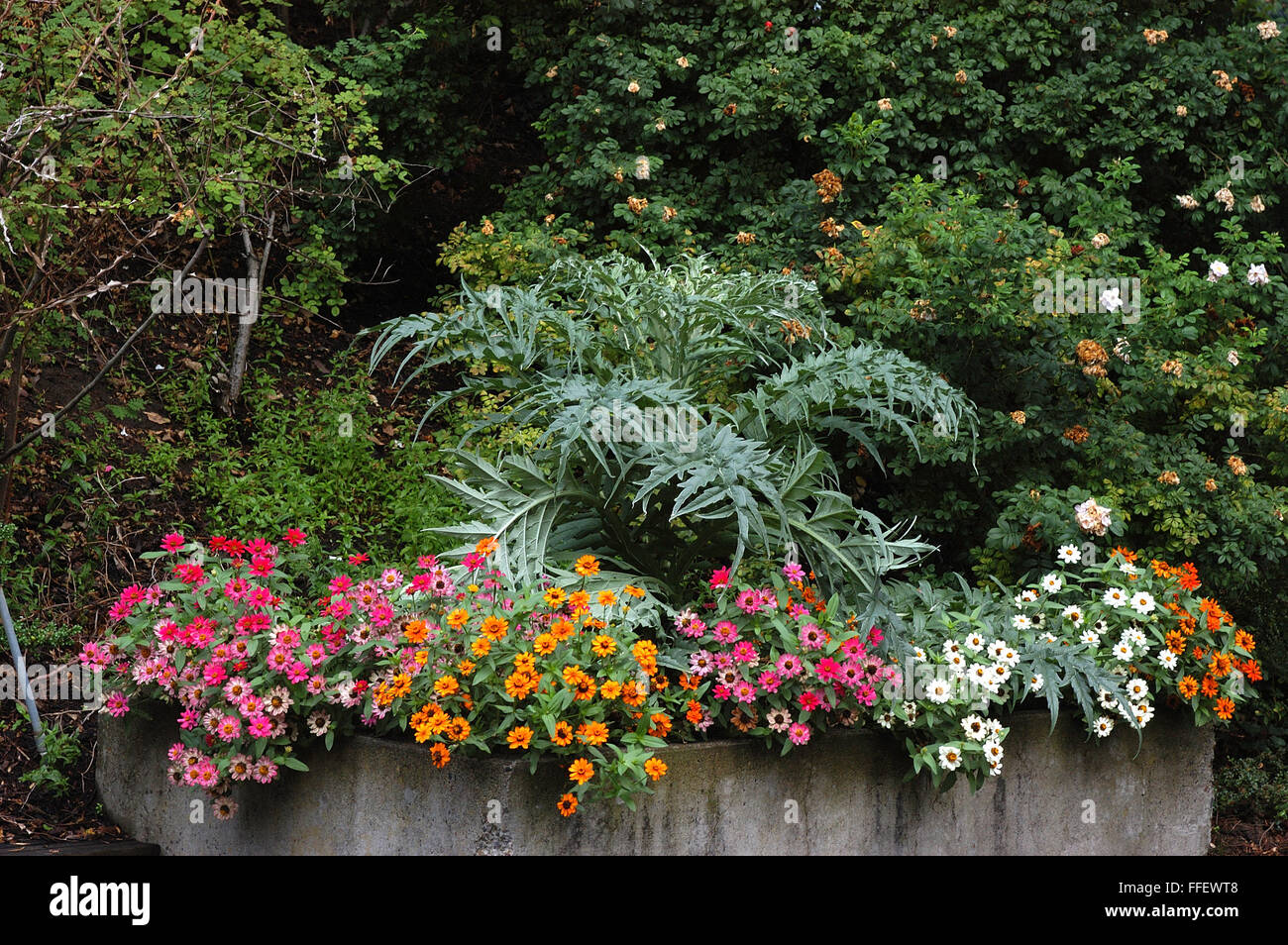 Cardoon, Cynara cardunculus, and zinnia in planter Stock Photo