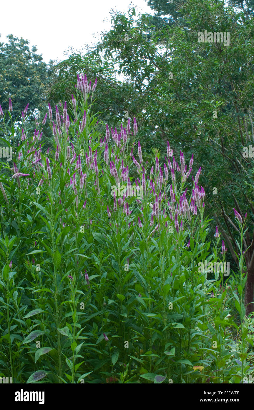 Celosia argentea spicata Stock Photo