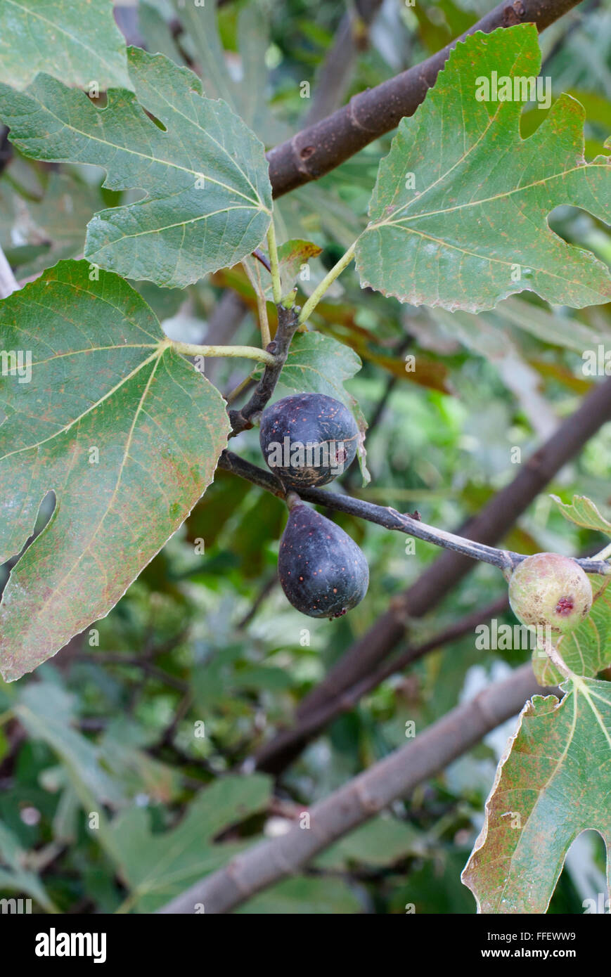 fig,Ficus carica 'Negronne' Stock Photo
