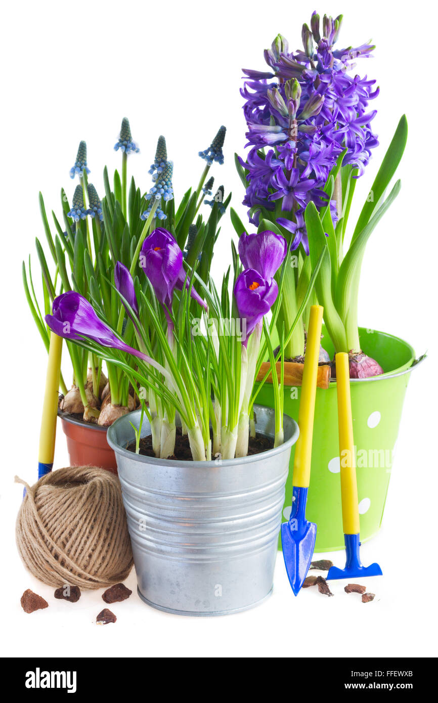 Spring flowers in pots Stock Photo Alamy