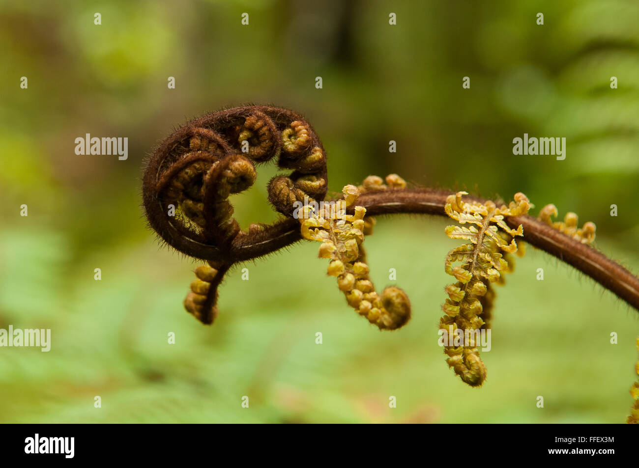 Tree fern frond new zealand hi-res stock photography and images - Alamy