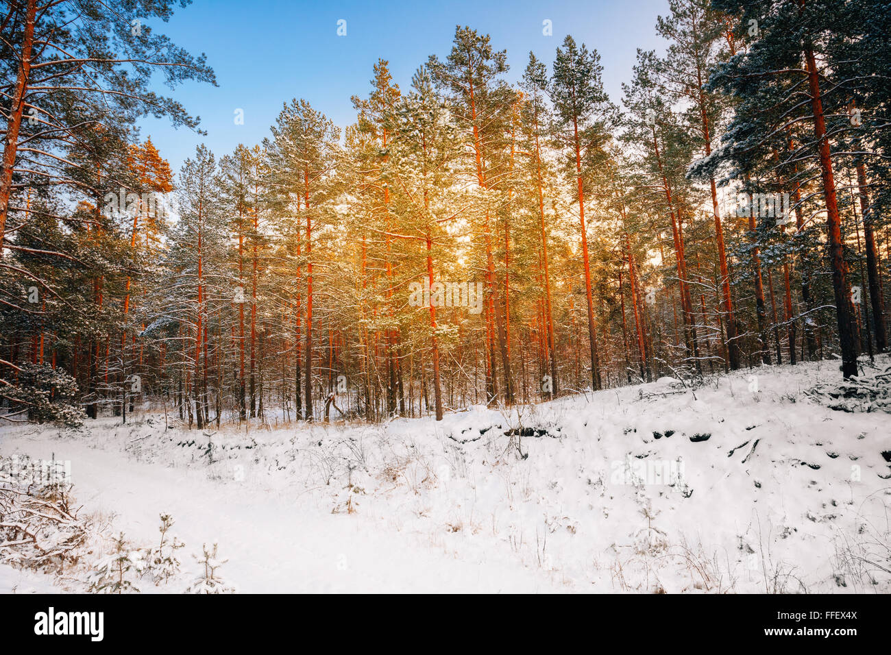 Snowy forest in russia hi-res stock photography and images - Alamy