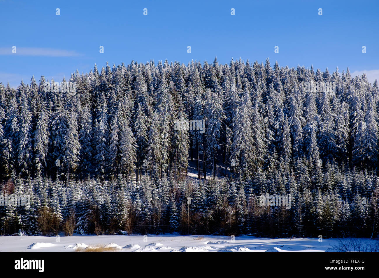 Snow-Covered Pine Forest in Transylvania Stock Photo - Alamy