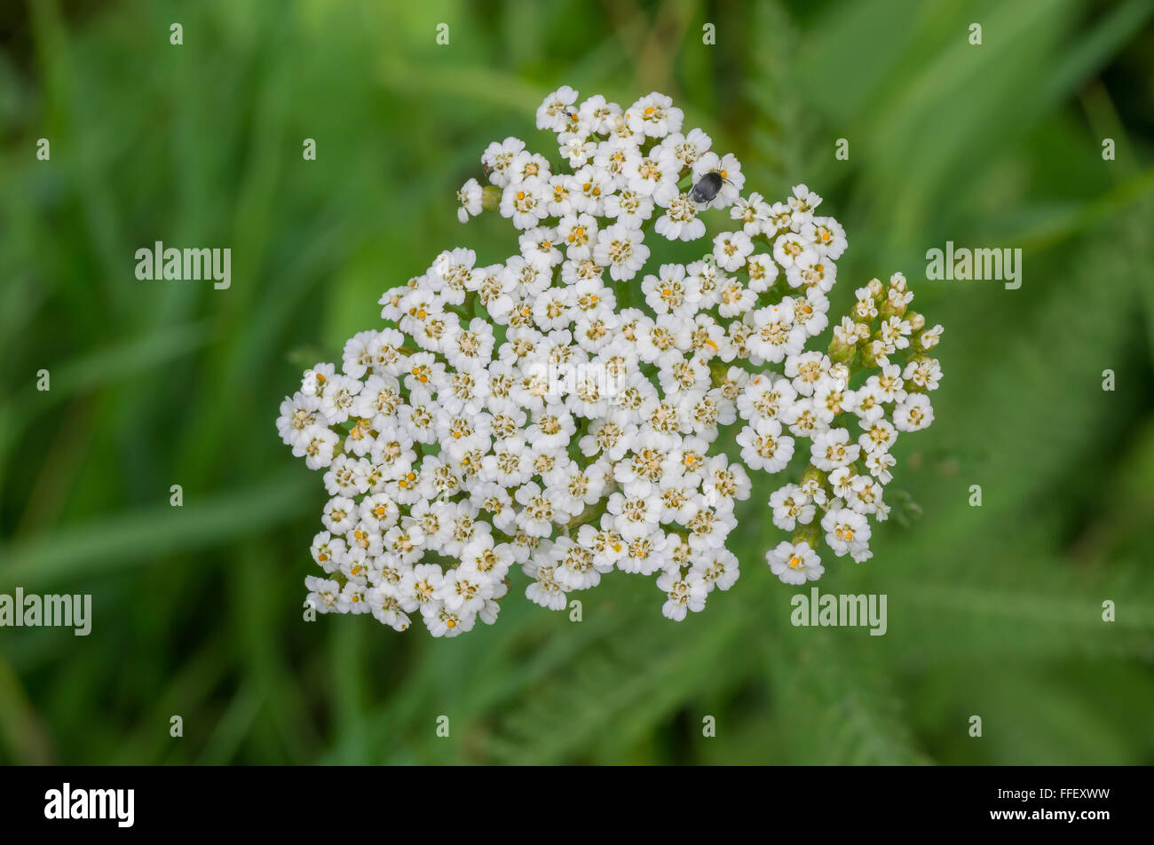 Achillea millefolium, (Yarrow) flowering plant at summer season Stock ...