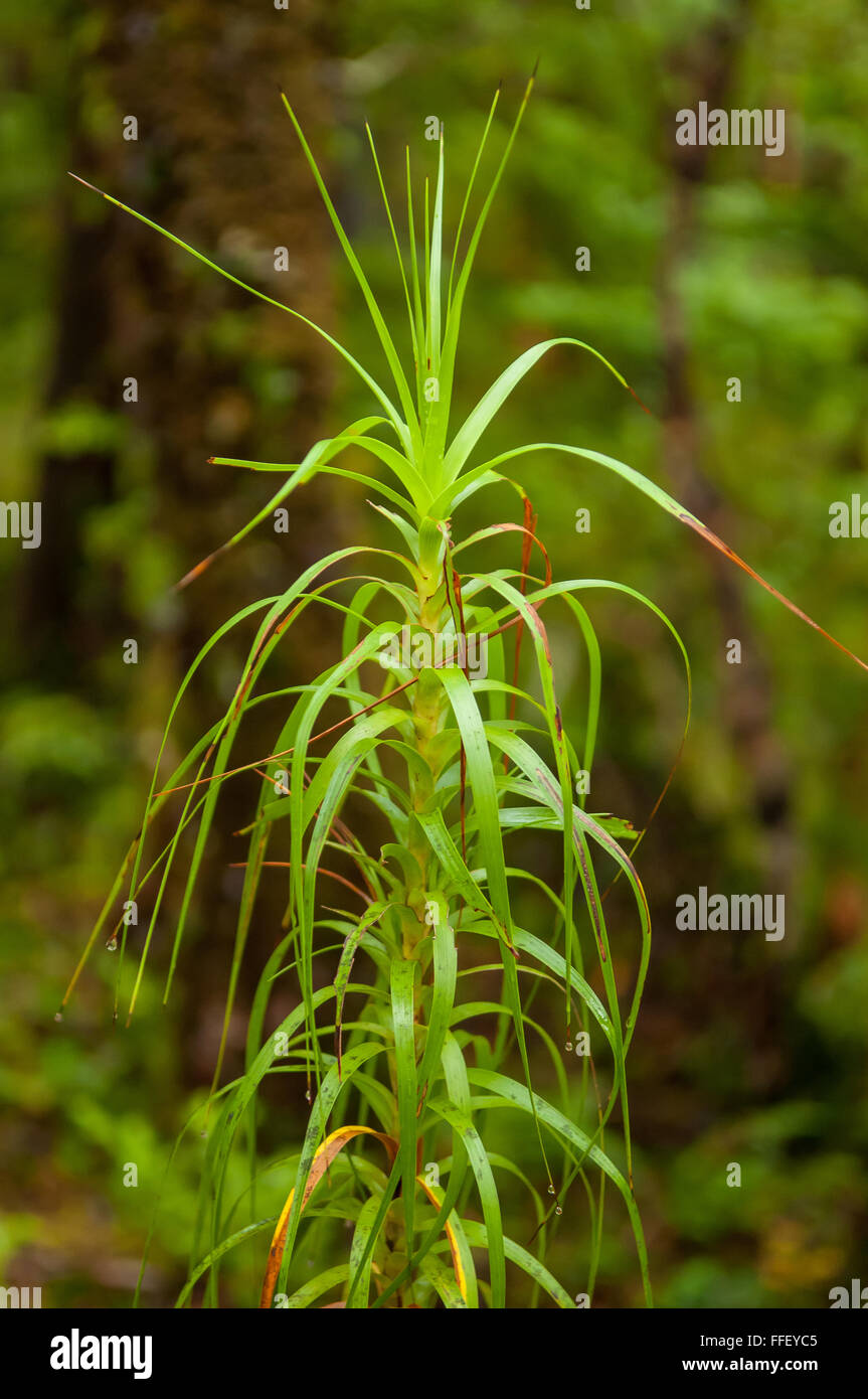 Dracophyllum Stock Photos & Dracophyllum Stock Images Alamy