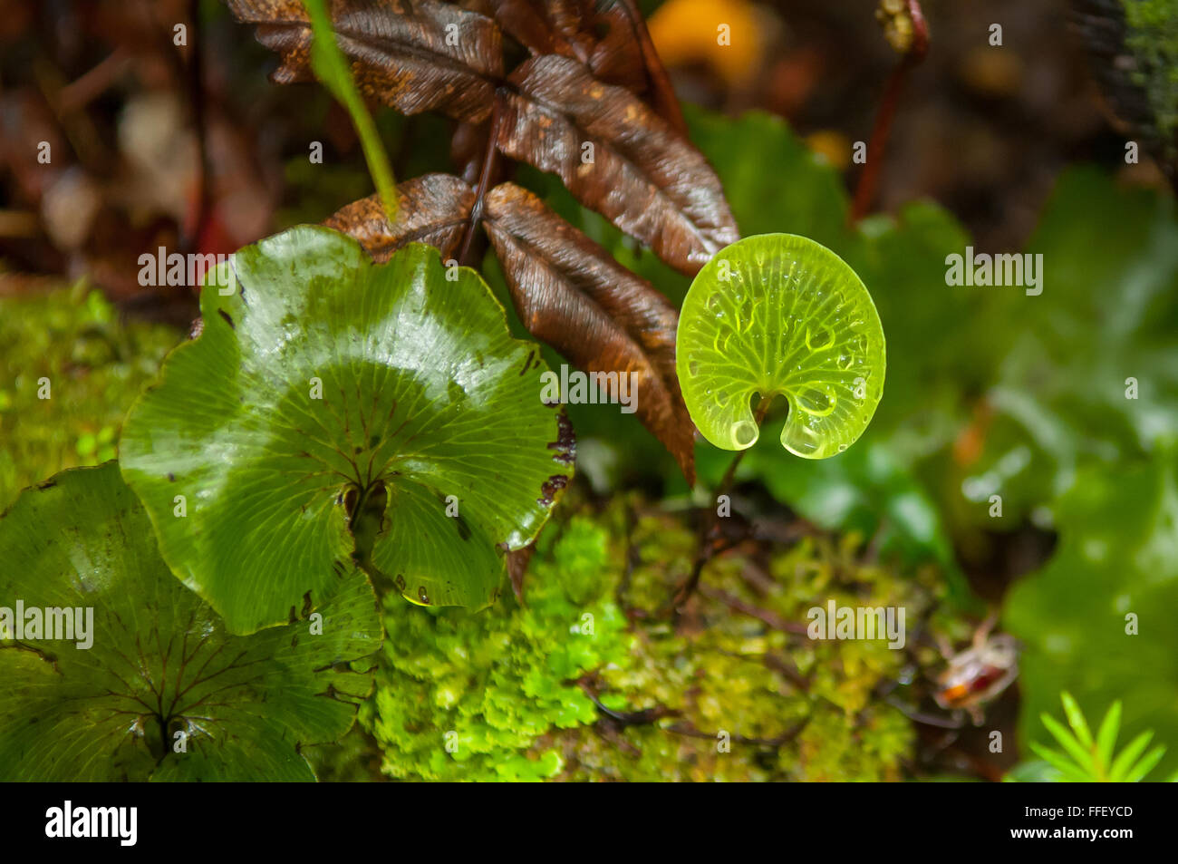 Trichomanes reniforme, Kidney Fern Stock Photo