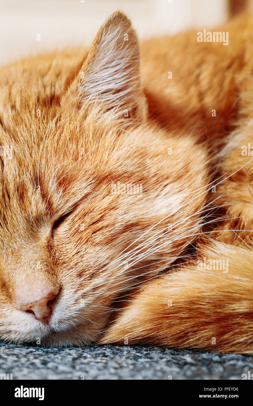 Close up of Peaceful Red Cat Curled Up Sleeping in His Bed Stock Photo Alamy