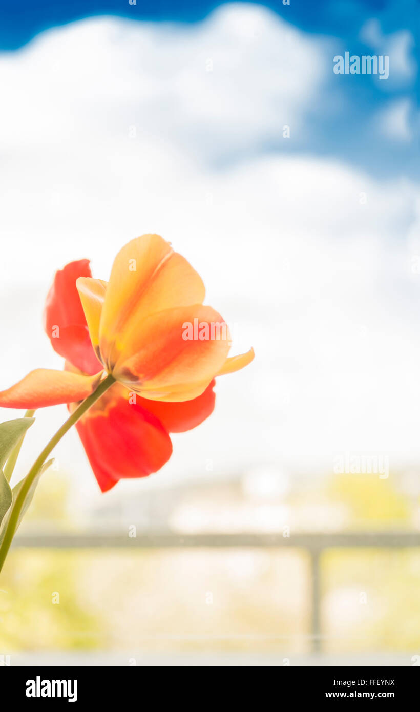 red and yellow tulip against blue sky with white clouds Stock Photo