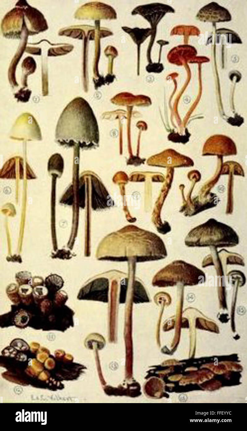 Historical chart of Mushrooms Stock Photo