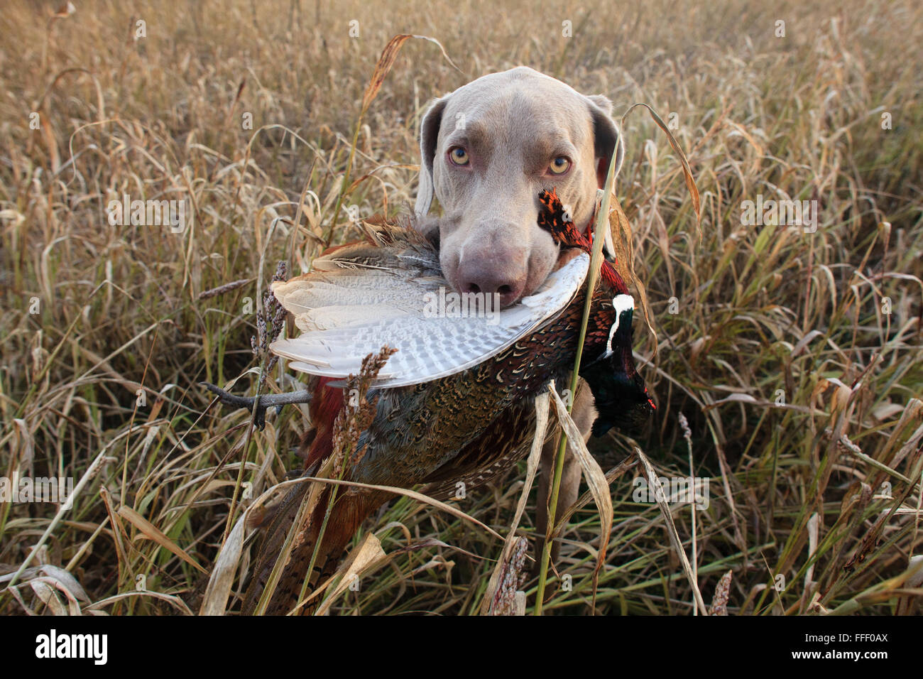 Hunting dog with pheasant in mouth Stock Photo