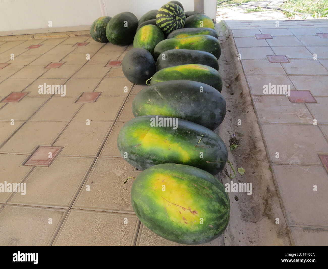 The harvest of watermelons in the yard on the tile. The fruits of ...
