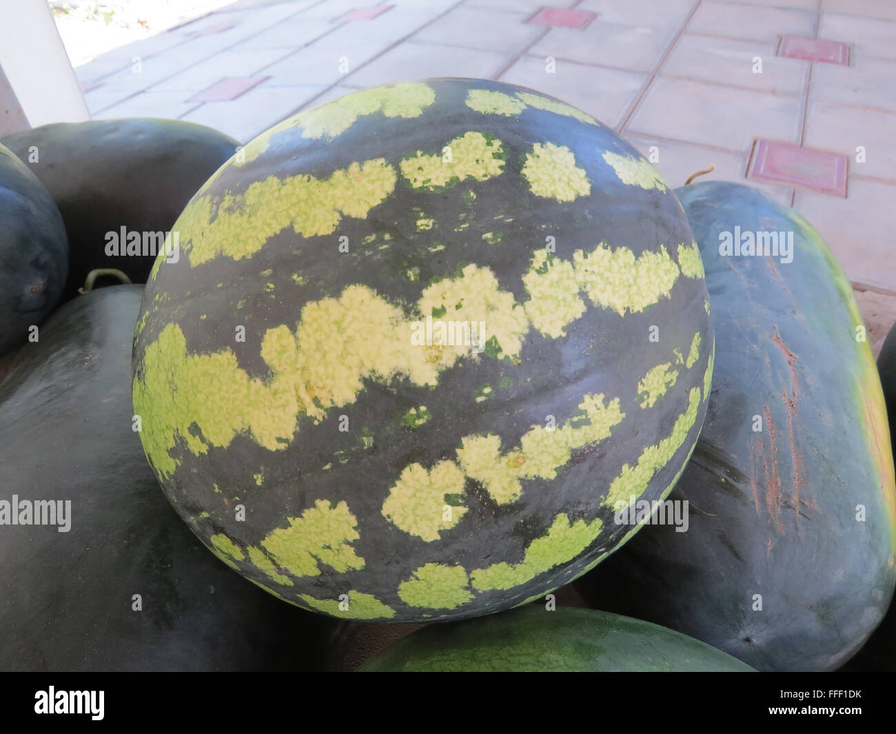 The harvest of watermelons in the yard on the tile. The fruits of ...