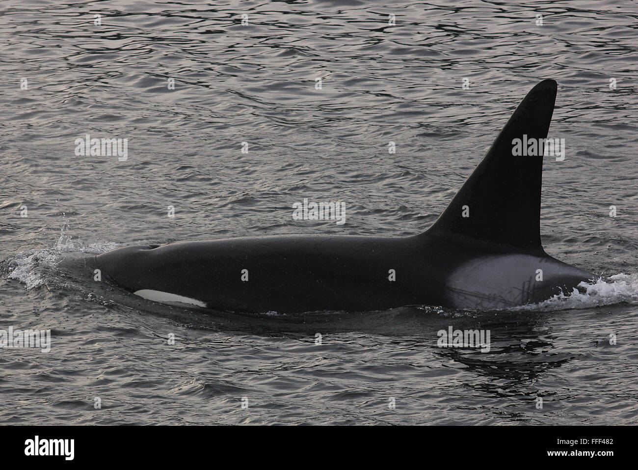 Transient Killer Whale (Orca) surfacing near Port Alberni, Canada. Stock Photo