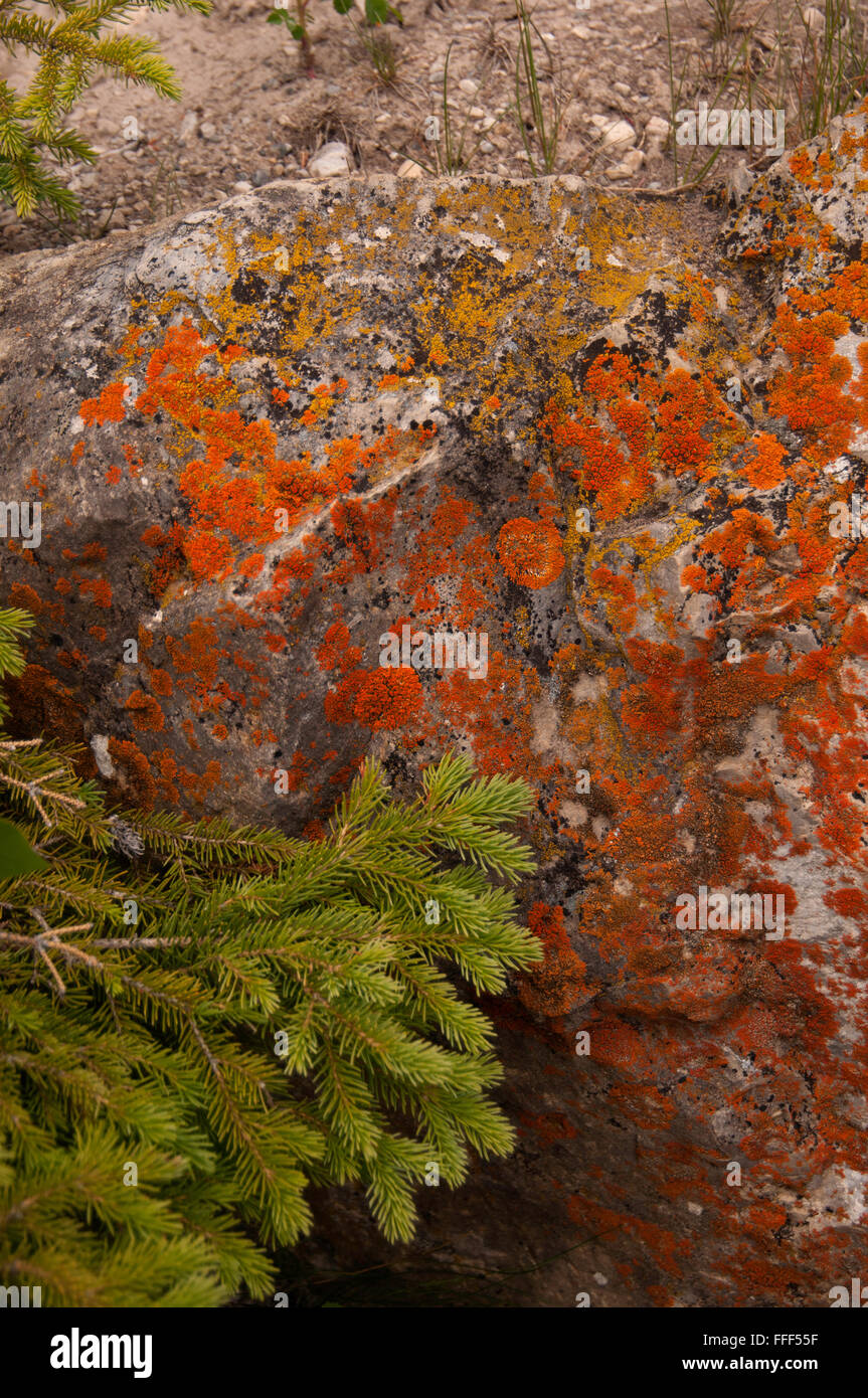 Crustose lichens Stock Photo