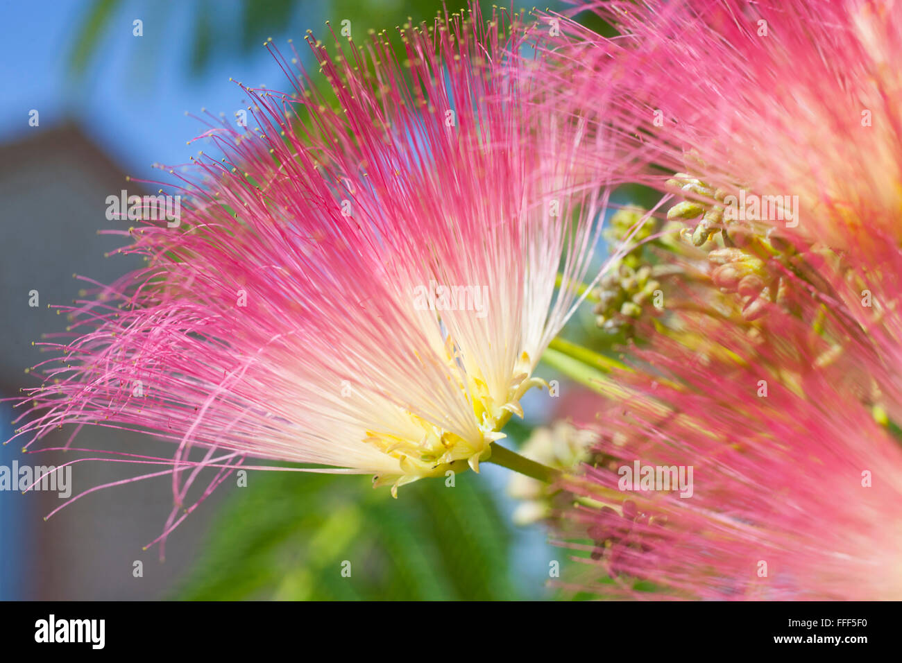 Calliandra flowers, also known as powder puff flowers or fairy duster flowers, photographed in the South of France. Stock Photo