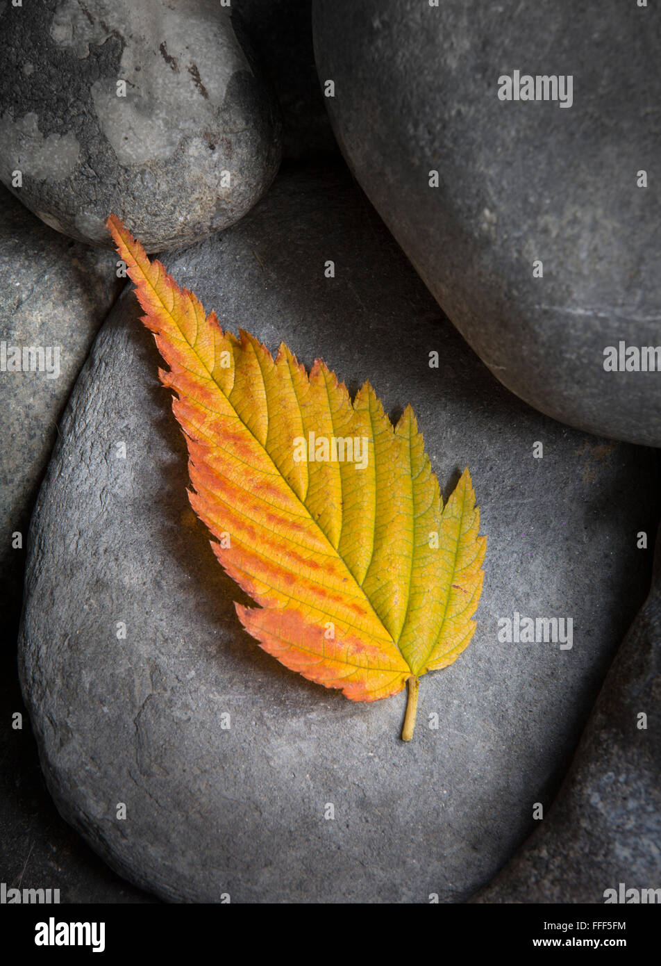 A kerria leaf showing an autumnal palette of green,gold and red colours on a background of grey pebbles. Stock Photo
