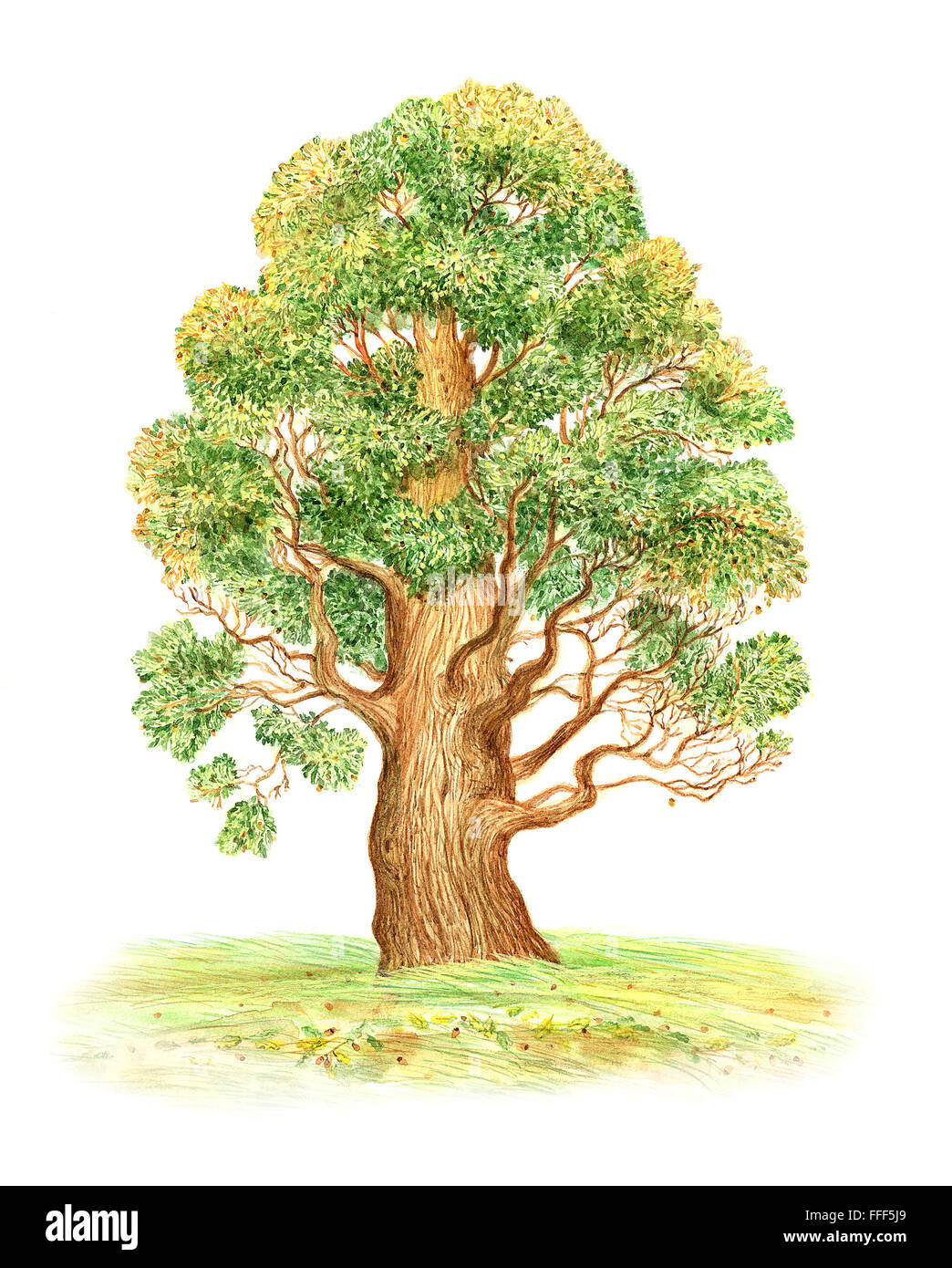 Beautiful Watercolor Painting Of A Large Oak Tree On A White Background Stock Photo - Alamy