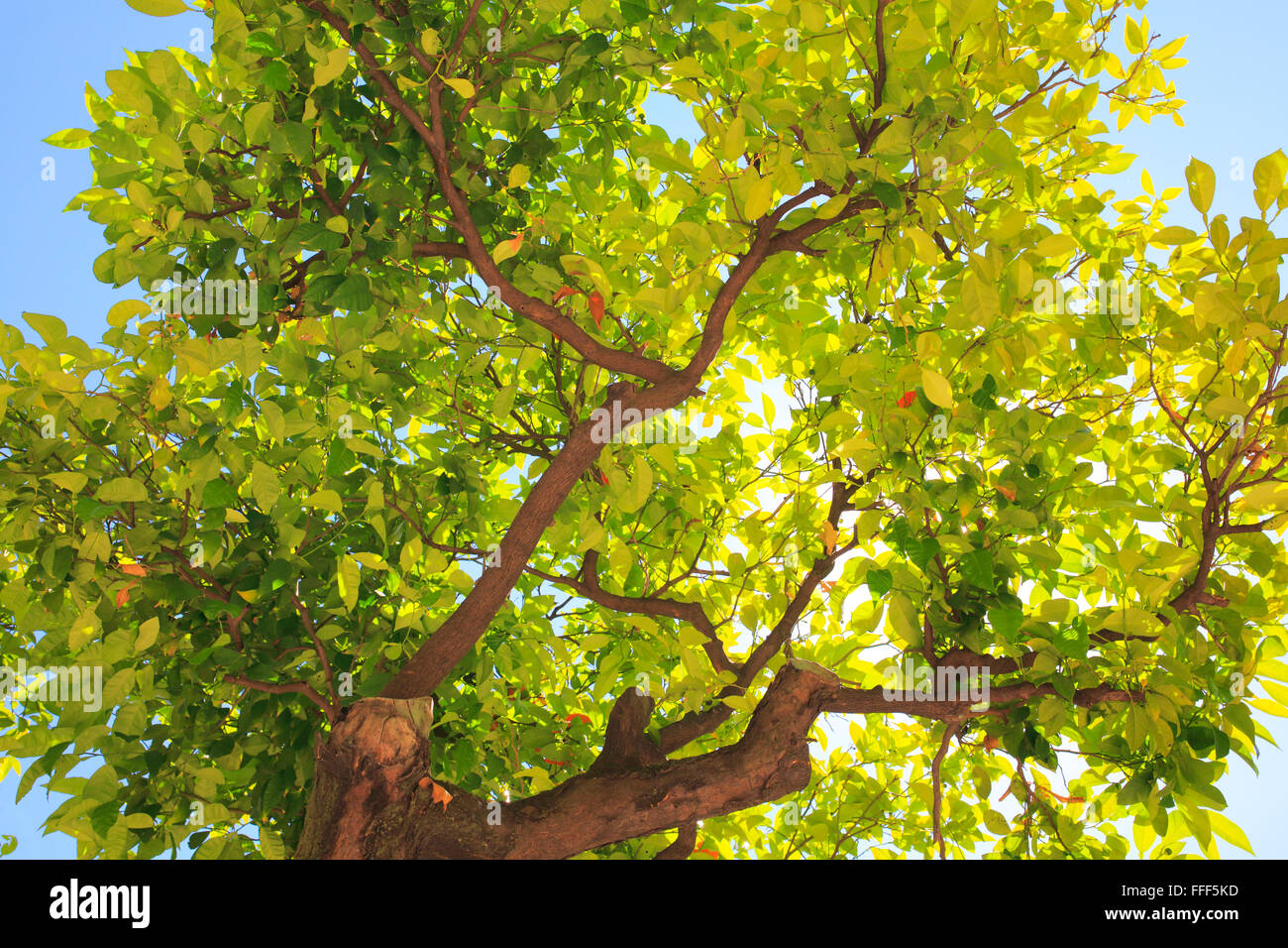Crown of the tree close up view green leaves Stock Photo - Alamy
