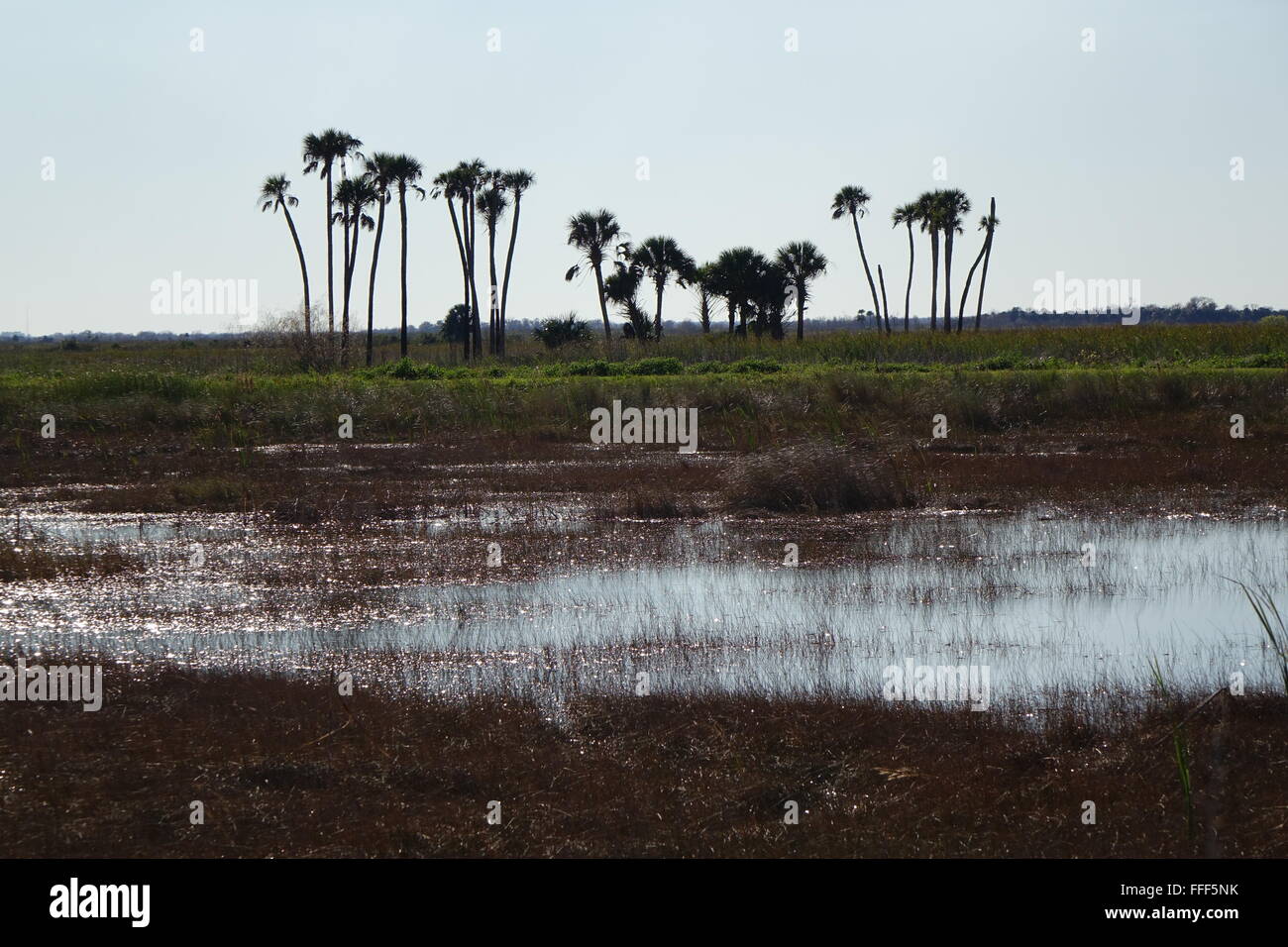 Wetland area, Lake Woodruff National Wildlife Refuge Stock Photo