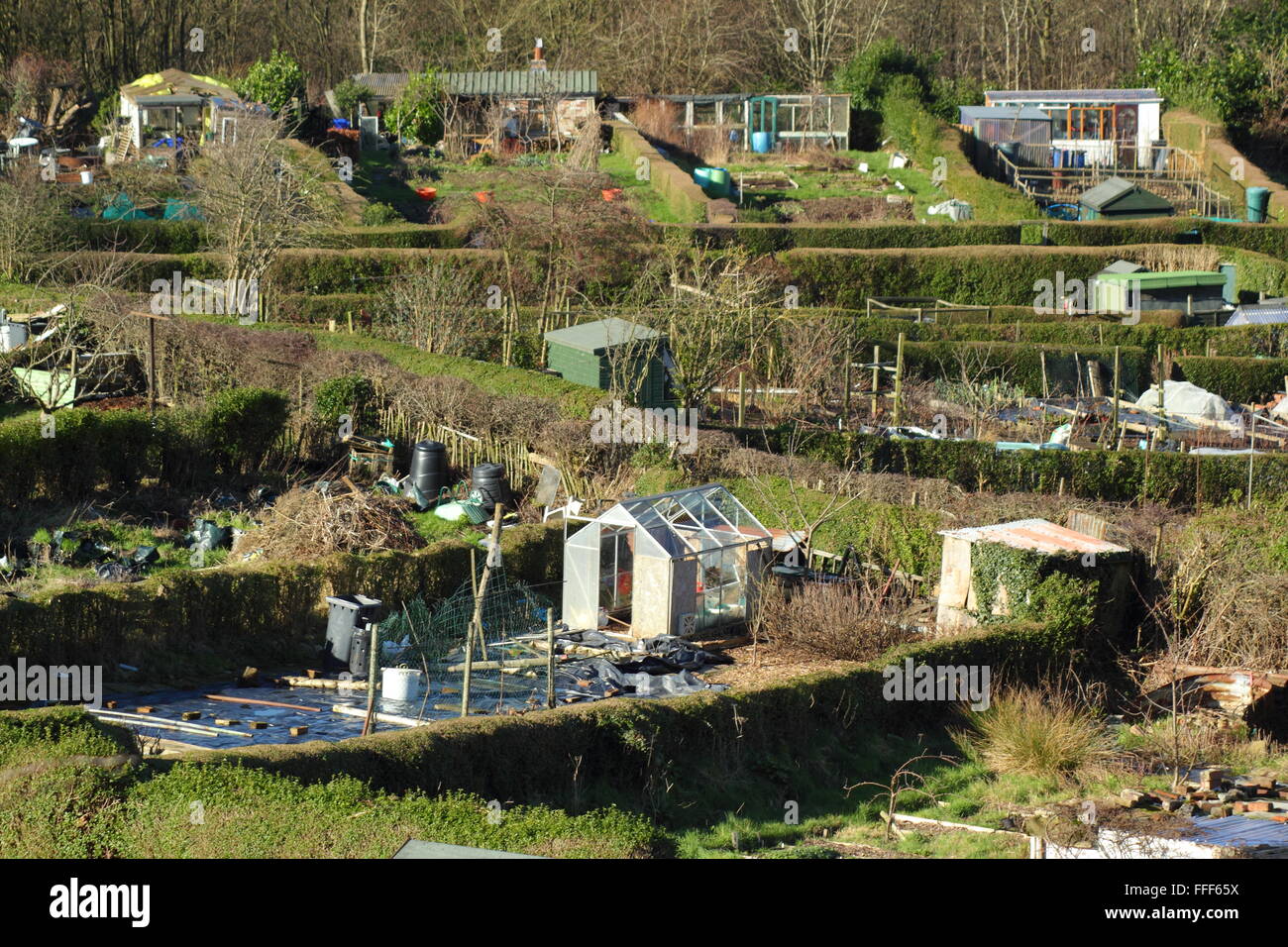 Allotment gardens with traditional privet hedges on a hillside near Rivelin in the city of Sheffield, Yorkshire England UK Stock Photo